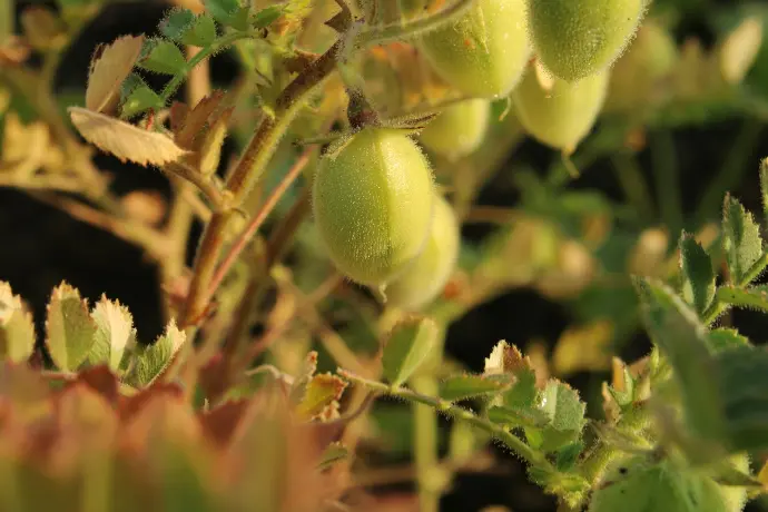 a close up of a plant with green leaves